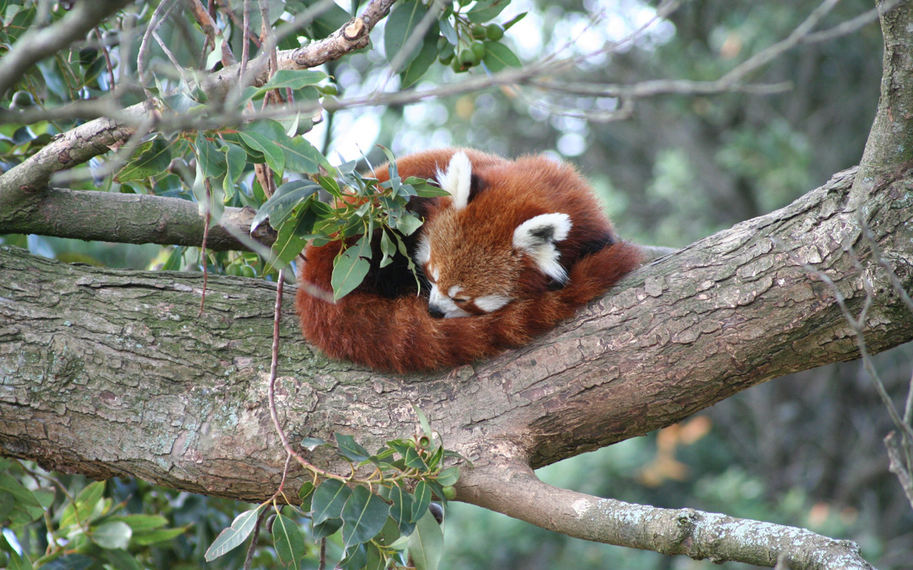 3d обои Китайская панда спит, свернувшись клубочком, на ветке дерева  листья # 50920