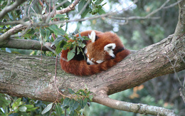 3d обои Китайская панда спит, свернувшись клубочком, на ветке дерева  1280х800