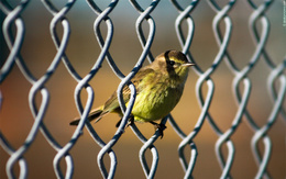 3d обои Зеленая птичка сидит в ячейке сетки  птицы