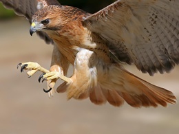 3d обои Парящий орел выпустил когти, чтобы схватить добычу  птицы