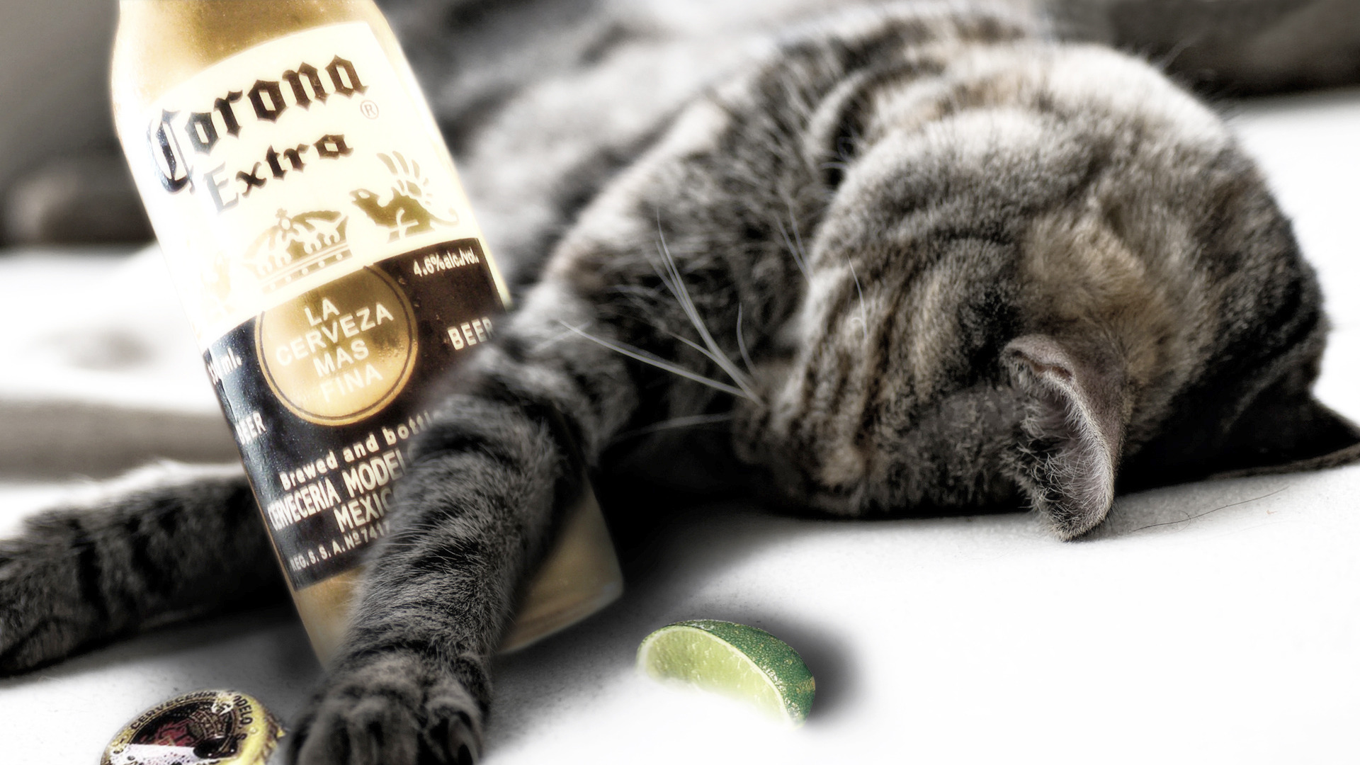 3d обои Кот выпил пива, закусил лаймом и уснул (Corona extra la cerveza mas fina)  кошки # 45774