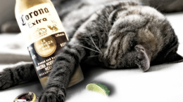 3d обои Кот выпил пива, закусил лаймом и уснул (Corona extra la cerveza mas fina)  кошки