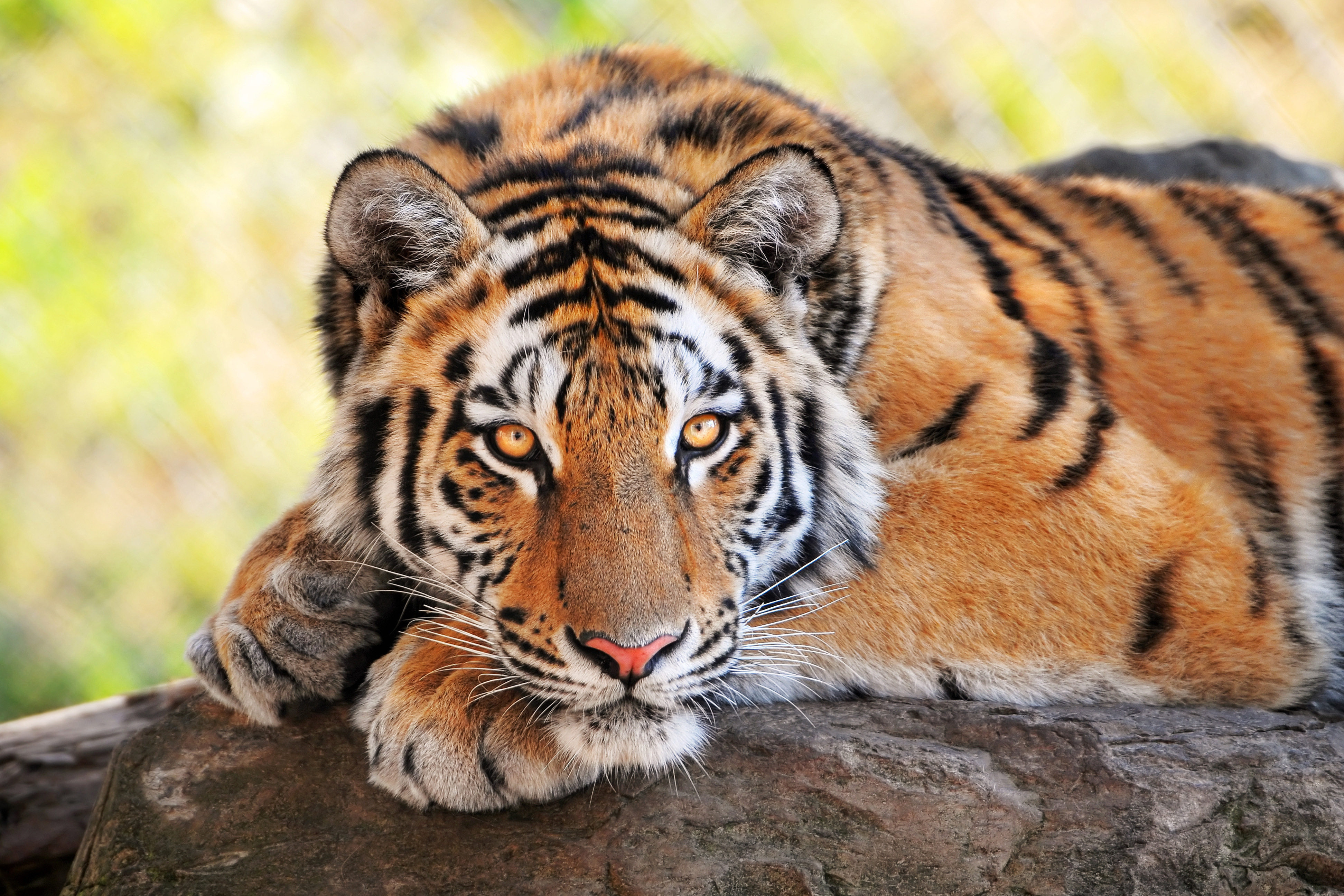 3d обои Тигр лежит на дереве  тигры # 83283