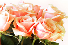 3d обои Розовые розы  2000х1333