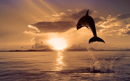 3d обои Дельфин выпрыгивает из воды на закате  солнце