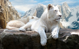 3d обои Лев - альбинос среди заснеженных скал  львы