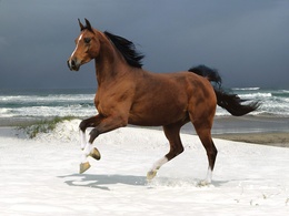 3d обои Лошадь бежит по берегу моря  лошади