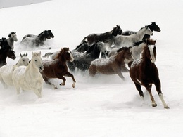 3d обои Табун лошадей бежит по снегу  лошади