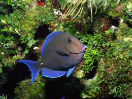 3d обои Рыбка с синими плавниками  подводные
