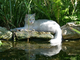 3d обои Белая кошка у воды  прикольные