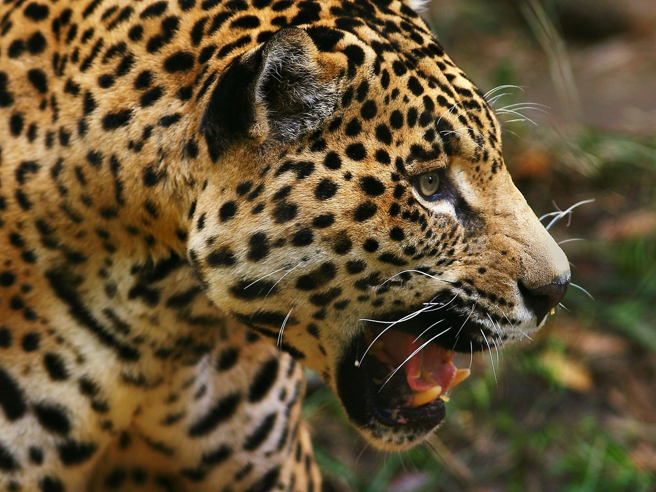 3d обои Ягуар  леопарды # 49166