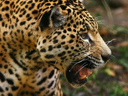 3d обои Ягуар  леопарды