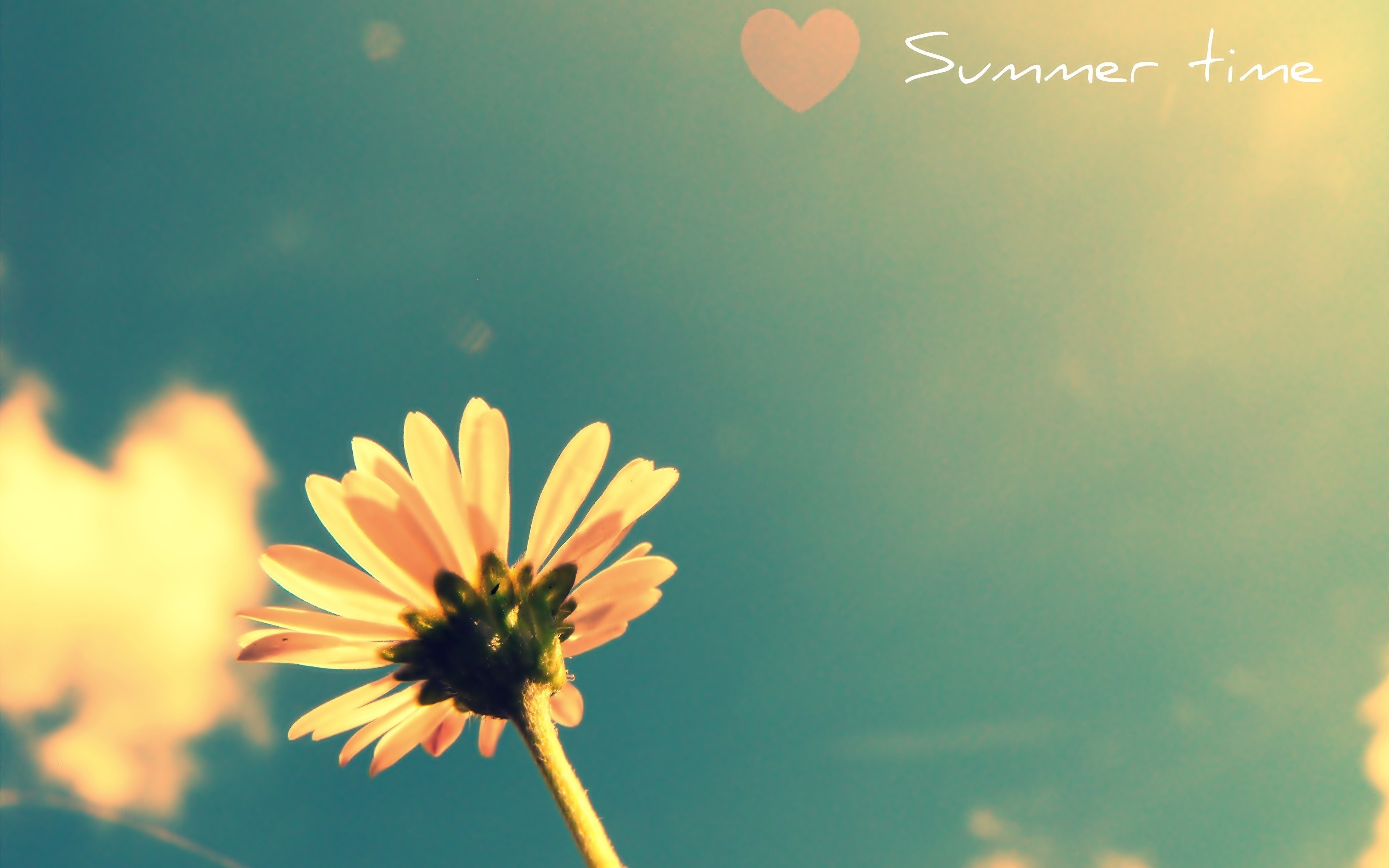 3d обои Ромашка на фоне солнечного неба (Sumer time)  сердечки # 79803