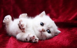 3d обои Маленький белый пушистый котенок, фото обои  кошки