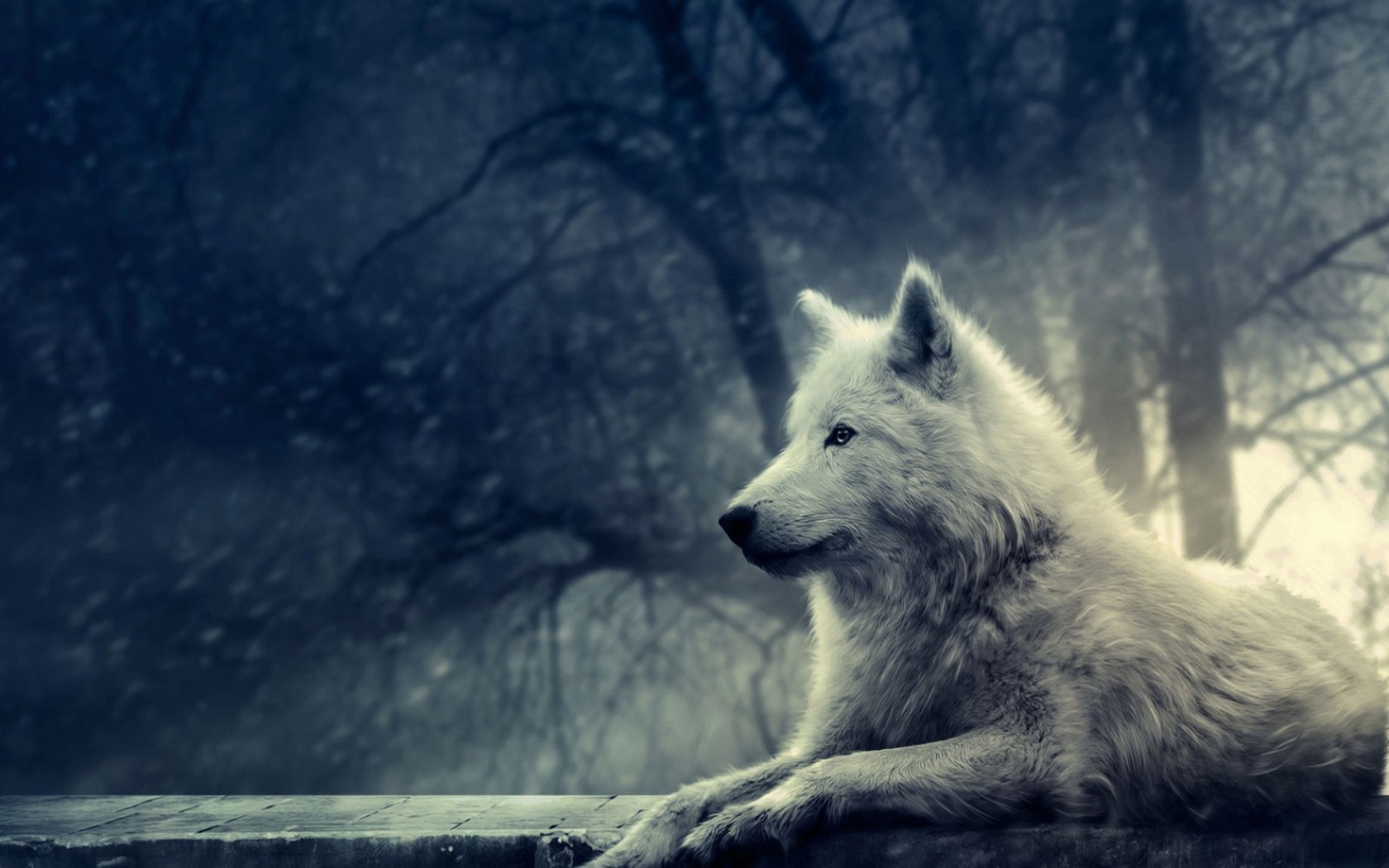 3d обои Фотография  белого волка  волки # 23358