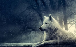 3d обои Фотография  белого волка  волки