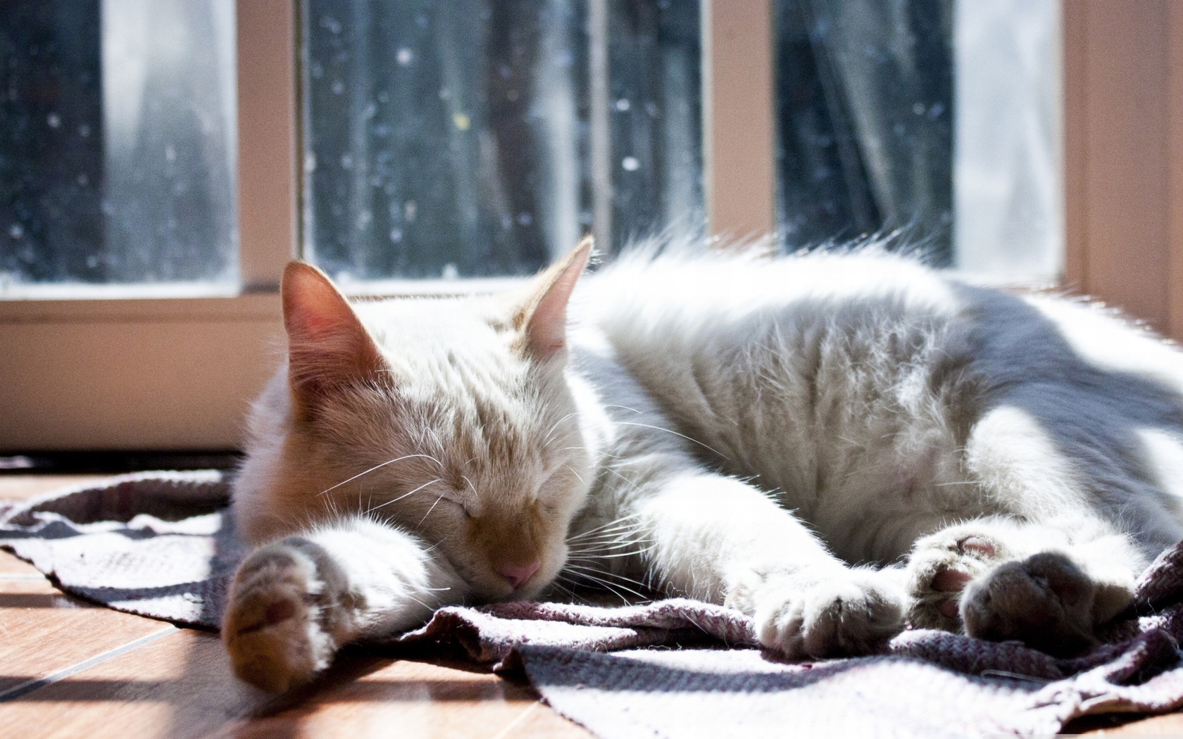 3d обои Отдыхающий белый кот на окне  милые # 54276
