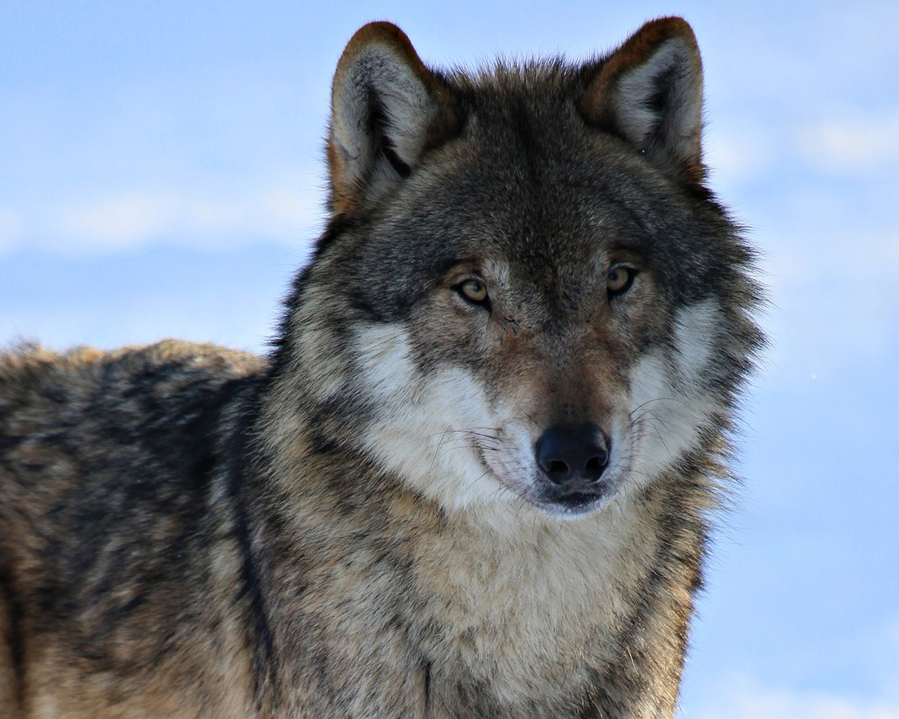 3d обои Красавец волк  волки # 23552