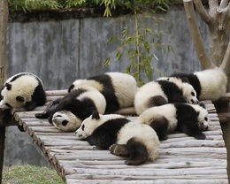 3d обои Панды лежат на мостике из брёвен  животные