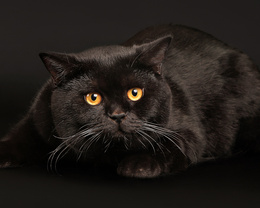 3d обои Чёрные кот с оранжевыми глазами  животные
