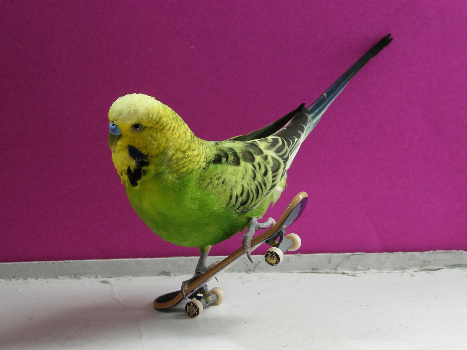 3d обои Волнистый попугайчик на скейте  смешные # 80219