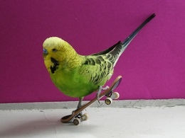 3d обои Волнистый попугайчик на скейте  смешные