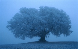 3d обои Дерево покрытое инеем  зима