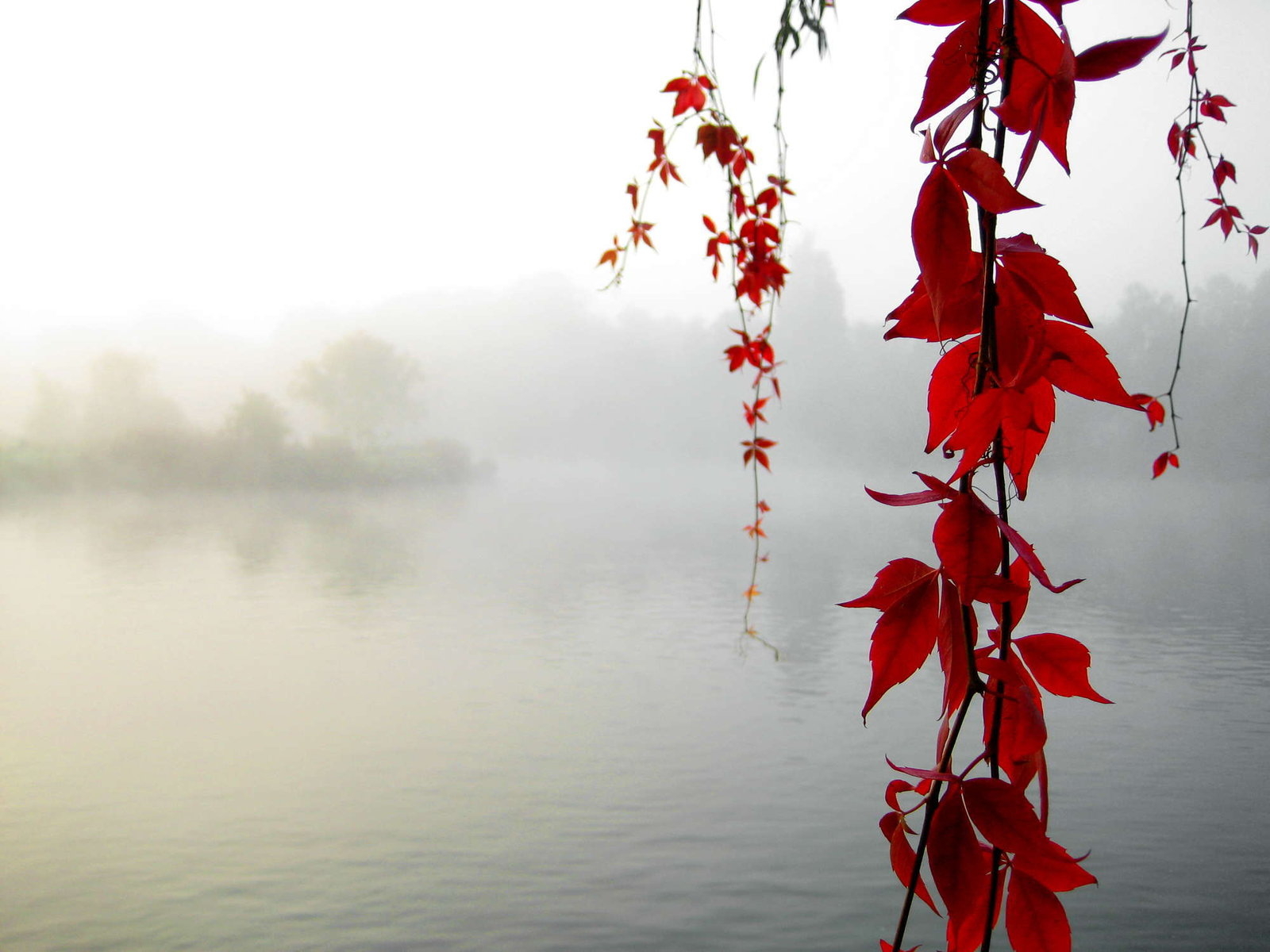 3d обои Туманное озеро и красные листья  листья # 50916