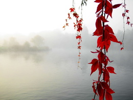 3d обои Туманное озеро и красные листья  листья