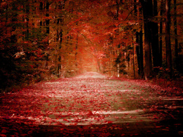 3d обои Дорога в осеннем лесу  осень