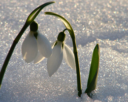 3d обои Подснежники пробиваются из под снега  цветы