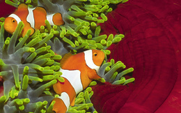 3d обои Рыба-клоун среди водорослей  подводные