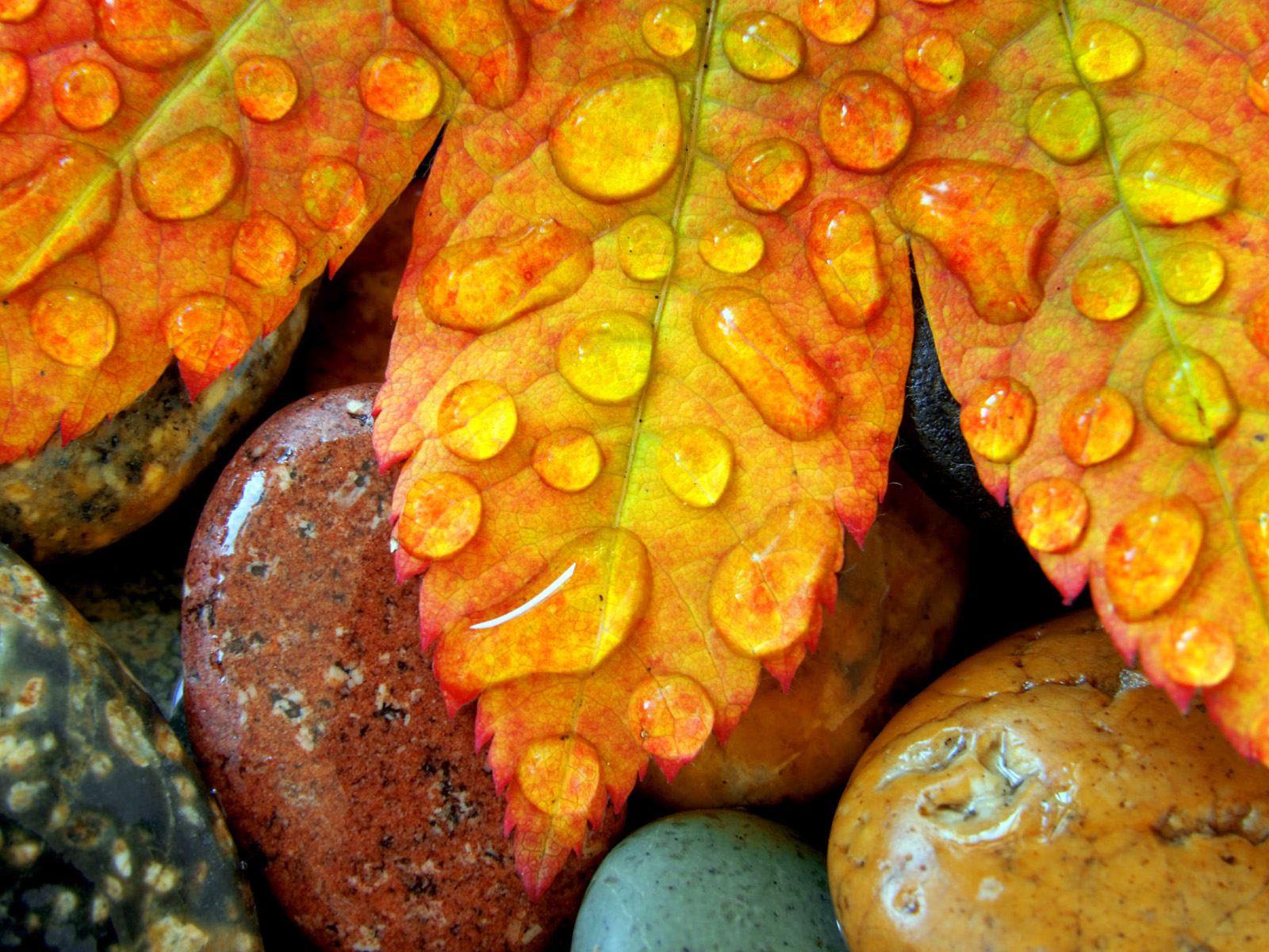 3d обои Жёлтый лист лежит на камнях в капельках  листья # 50906