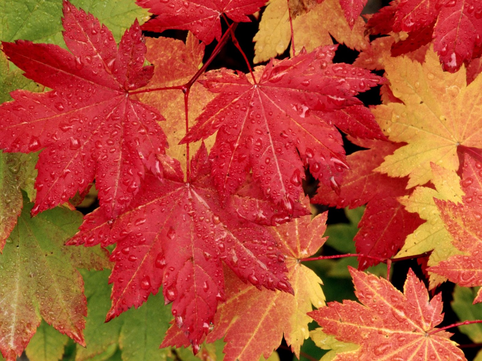 3d обои Кленовые листья разного цвета в капельках  листья # 50905