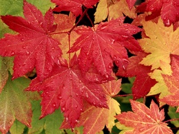 3d обои Кленовые листья разного цвета в капельках  листья