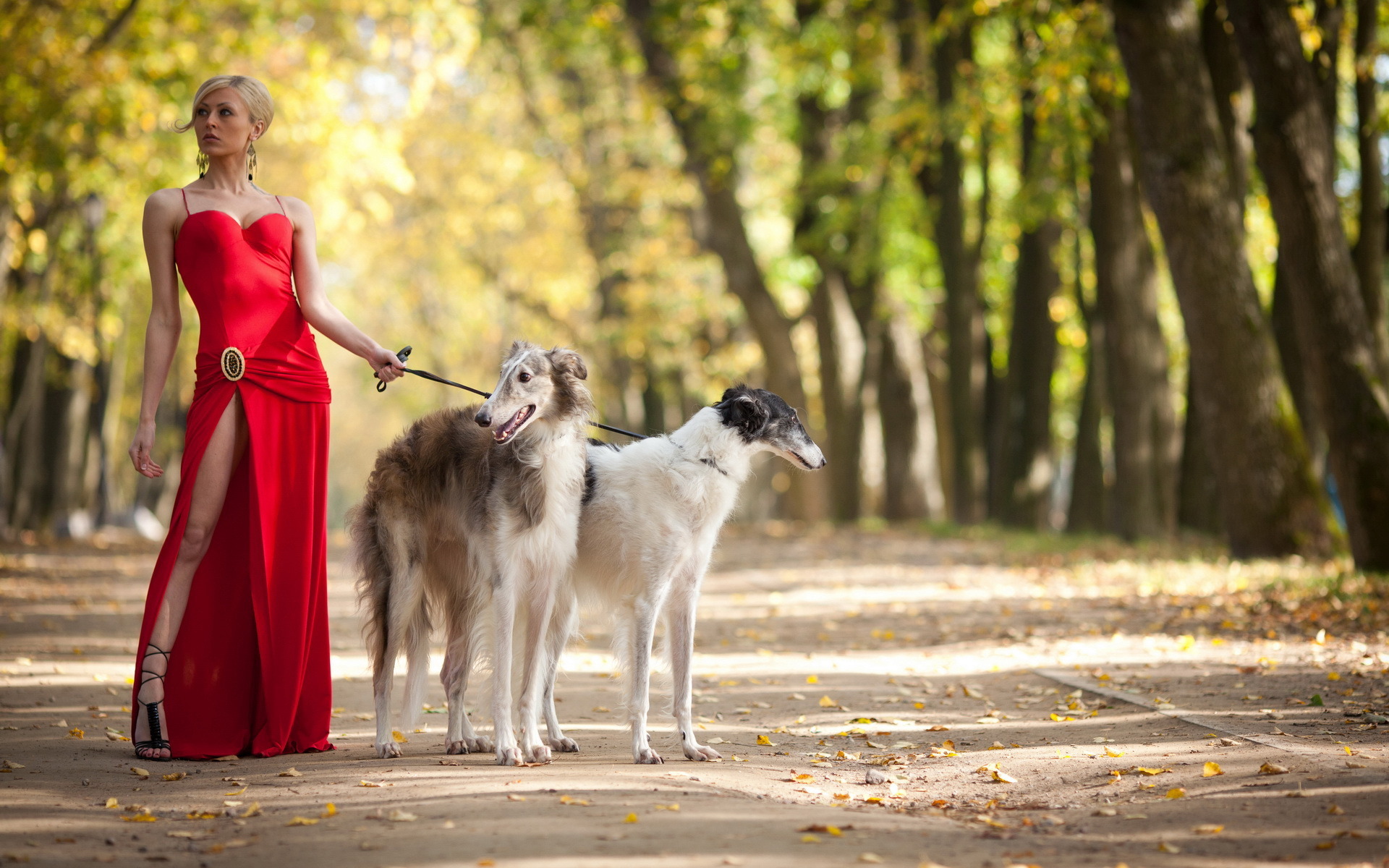 3d обои Девушка в красном платье держит на поводке двух борзых в осеннем парке  собаки # 81276