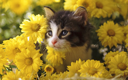 3d обои Котёнок сидит среди жёлтых хризантем  животные