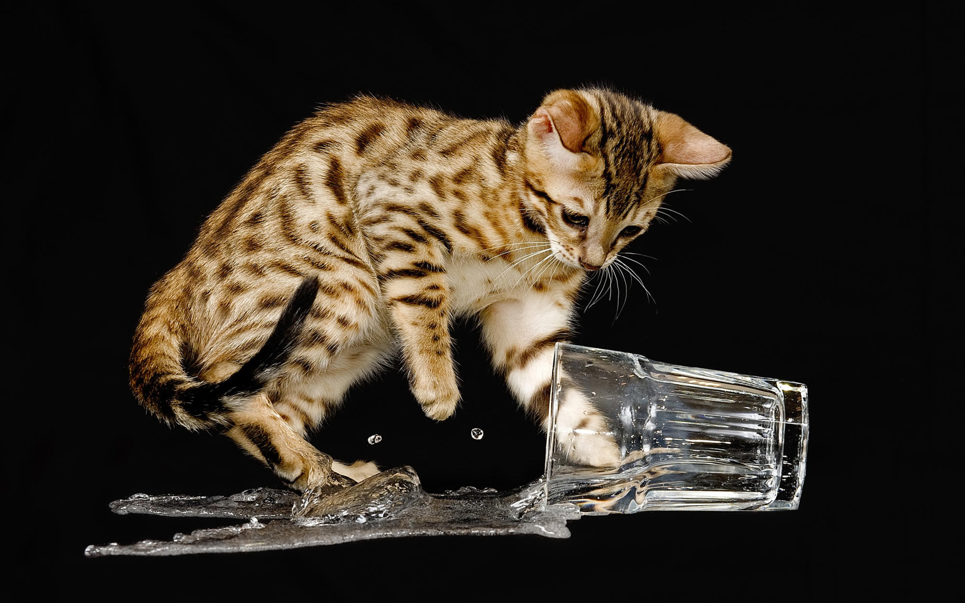 3d обои Котик разлил воду из стакана  кошки # 45766