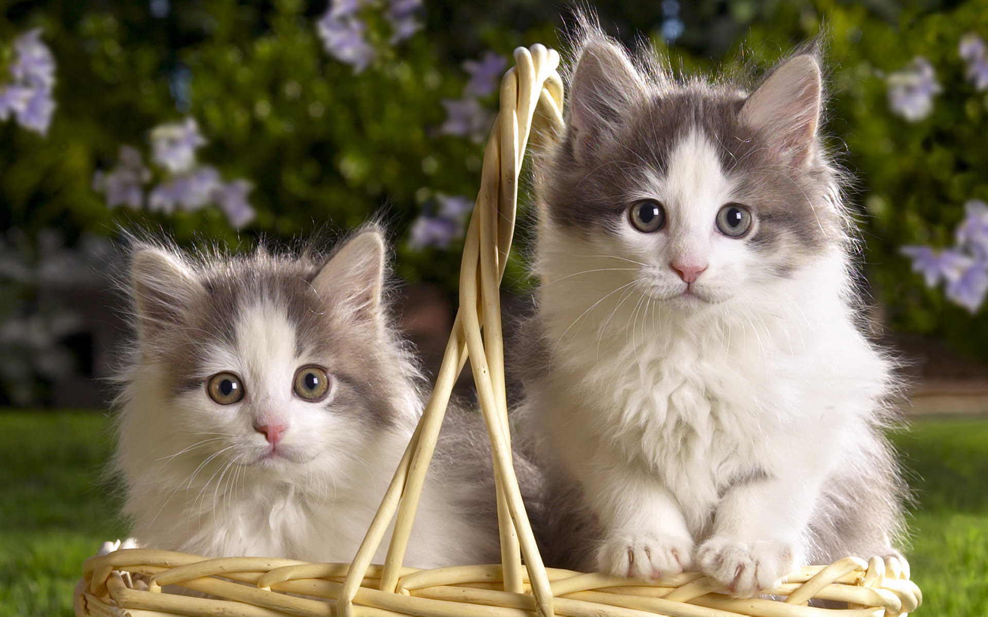 3d обои Кошки в лукошке на природе  кошки # 45765