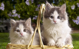 3d обои Кошки в лукошке на природе  кошки