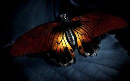 3d обои Красивая бабочка на листе  макро