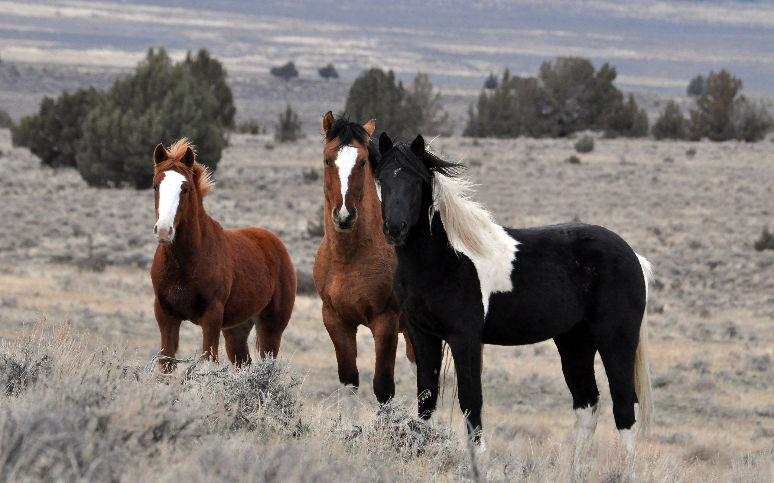 3d обои Три красивых коня стоят в поле  лошади # 51276
