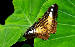 3d обои Бабочка Репейница сидит на листе  листья
