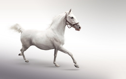 3d обои Красивый, белый конь  лошади