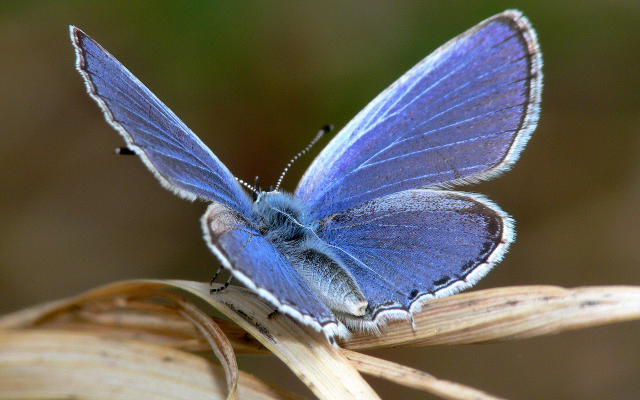 3d обои Синяя бабочка  насекомые # 59871