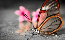 3d обои Бабочка со стеклянными крыльями  макро