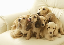 3d обои Семейство длинношёрстных такс на диване  собаки
