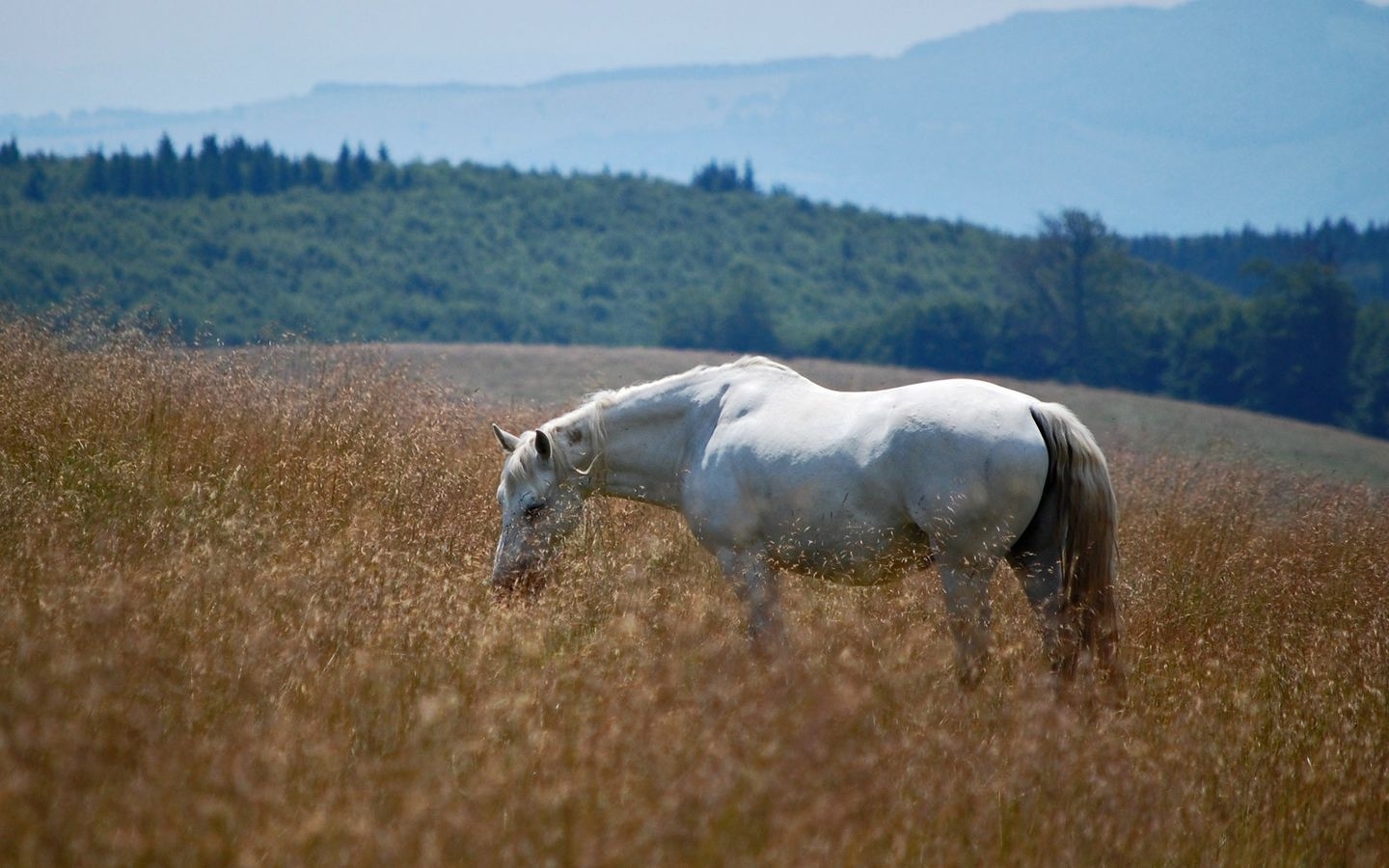 3d обои Белый конь пасётся в поле  1440х900 # 5108