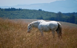 3d обои Белый конь пасётся в поле  лошади