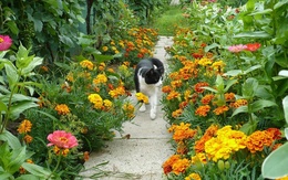 3d обои Чёрно-белый кот среди бархатцев (чернобрывцов)  цветы